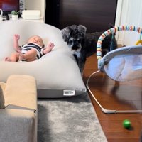 赤ちゃんを遊びに誘うらんちゃん8