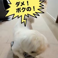 靴を抑える犬