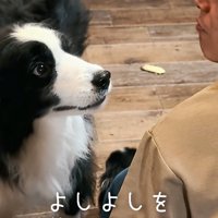 撫でるのをやめた男性を見つめる犬