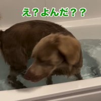 こちらを向く犬