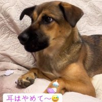 「耳はやめてね～」