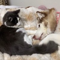 シャンテちゃん＆バロンちゃん7