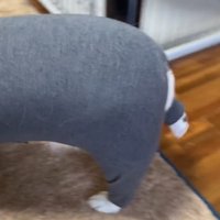 後ろ足を高く上げて歩く犬