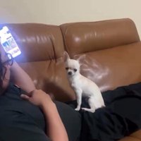 チワワの鱈ちゃん