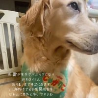 キョロキョロするロイくん