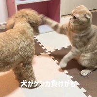 猫にパンチをされる犬