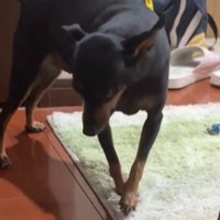飼い主の方へ近づいてこようとする犬