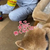 落ち着かない福太郎ちゃん
