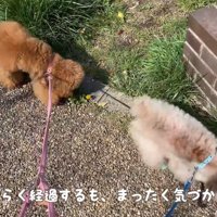 全く気づかず、お散歩続行！
