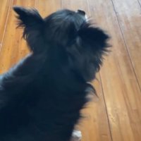 黒い犬のアップ1