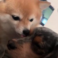 同居犬のチョコちゃんも登場