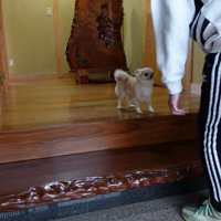 飼い主さんが帰宅！