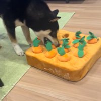 知育おもちゃで遊ぶくろべえ君