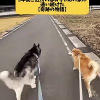 道を並んで歩く2匹の犬