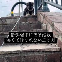 階段の前で立ち止まるボスくん