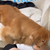 ベッドの上からアピールする犬
