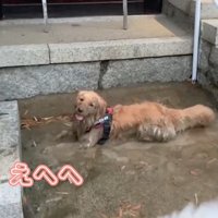 ずーっと楽しそう