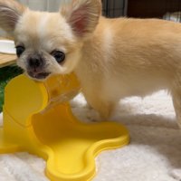 知育おもちゃで遊ぶピノちゃん＆パルムちゃん6