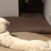 テレビを見るるちるちゃん1