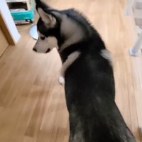 「こっちです！ついて来て！」
