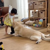 洗濯物で遊ぶ女の子とゴンちゃん