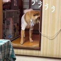 段差の前で小さく声をあげる犬