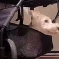 玄関で待機中のぷく君ともち君5