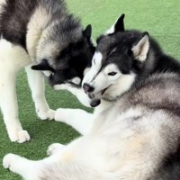 甘噛みされてうっとり…♡