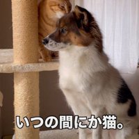 すっかり猫化！？