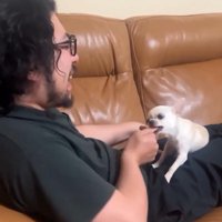 何度もかじられるパパ