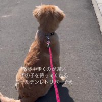 じっと待つシンバちゃん