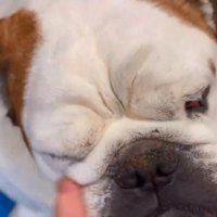 撫でられるまめちゃん