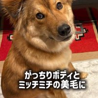 ラッキーくんの変化2