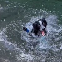 バシャバシャと川を泳ぐ息子犬