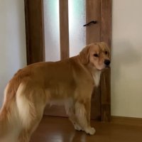 「なんで僕だけお留守番…？」