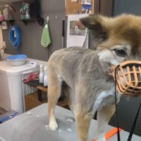 トリミング後、素敵に変身！