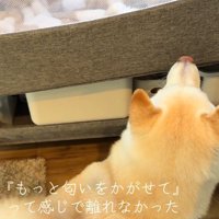 ベッドの近くで赤ちゃんを見つめる白い犬
