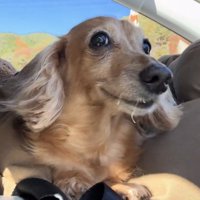 カメラの方をじっと見る犬