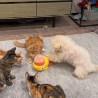 配給係をするくるみちゃん8