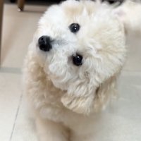限界まで首をかしげてます