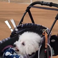 ミルクくんのナイスリアクション4