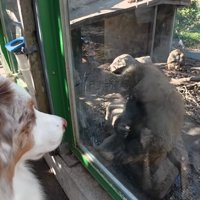 猿に挨拶するガルチェロくん