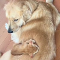 子猫が乗ってる！！