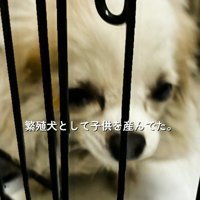 ケージに入った白い犬