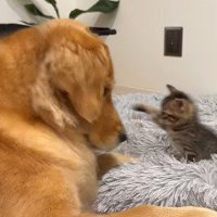 猫パンチでじゃれあい