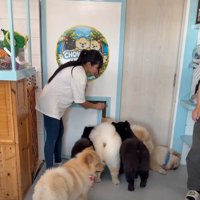 扉の前に集まる犬たち