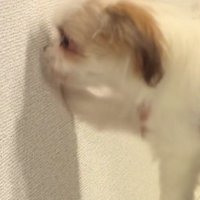 ゆあんちゃんは賢い犬！？