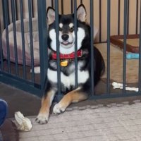 可愛すぎ
