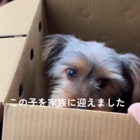 家族に迎えることに