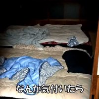 まさかの場所にいたりゅうさん